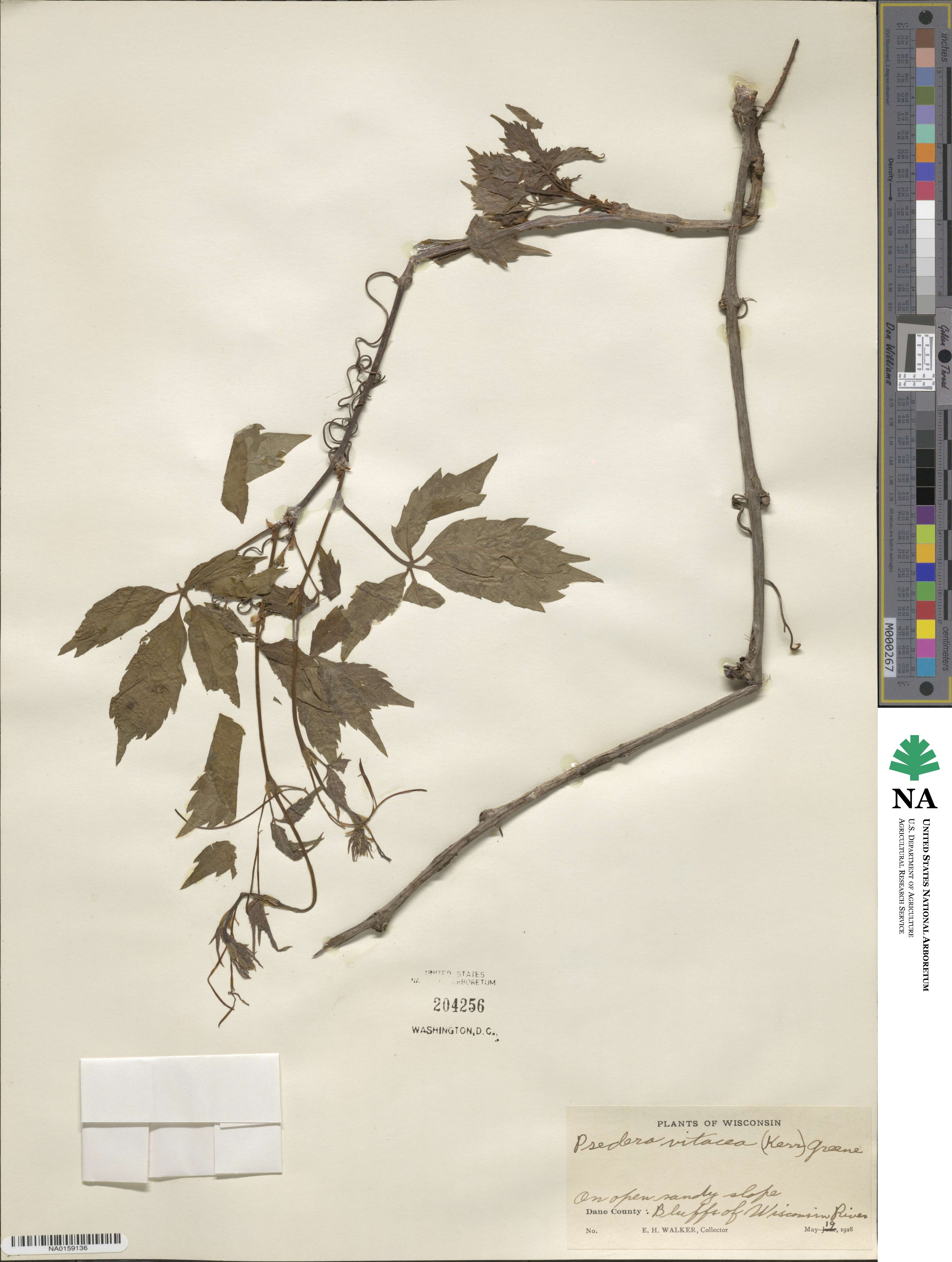 Parthenocissus image