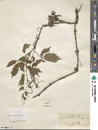 Parthenocissus inserta image