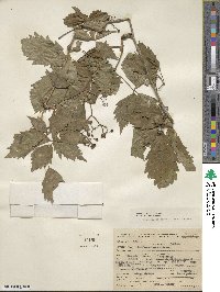 Parthenocissus inserta image