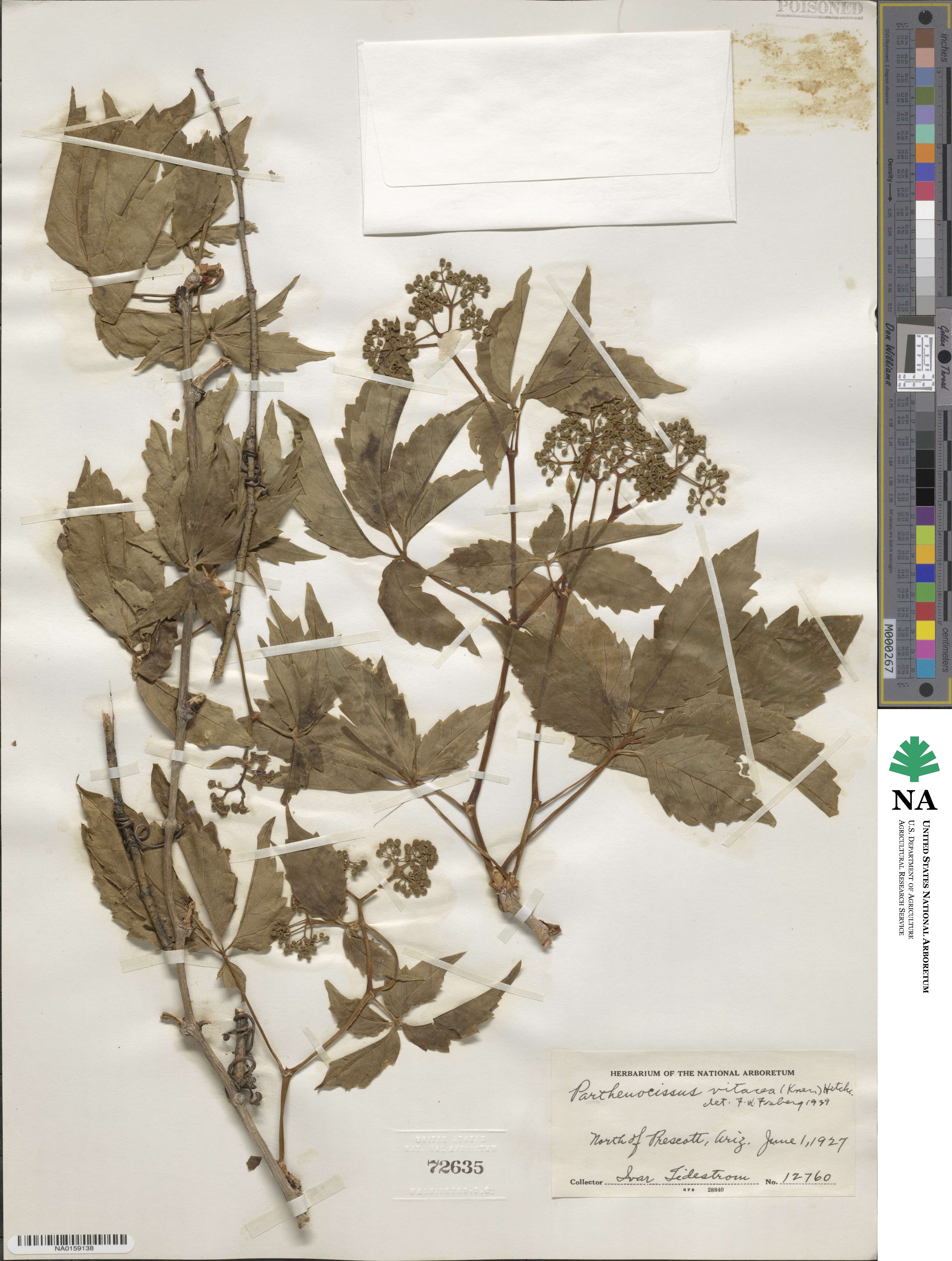 Parthenocissus inserta image