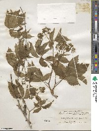 Parthenocissus inserta image