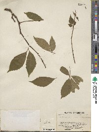 Parthenocissus quinquefolia image