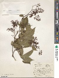 Parthenocissus quinquefolia image