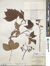 Parthenocissus quinquefolia image