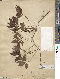 Parthenocissus quinquefolia image