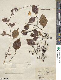 Parthenocissus quinquefolia image