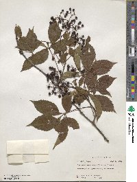 Parthenocissus quinquefolia image