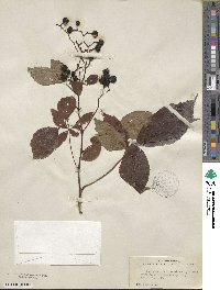 Parthenocissus quinquefolia image