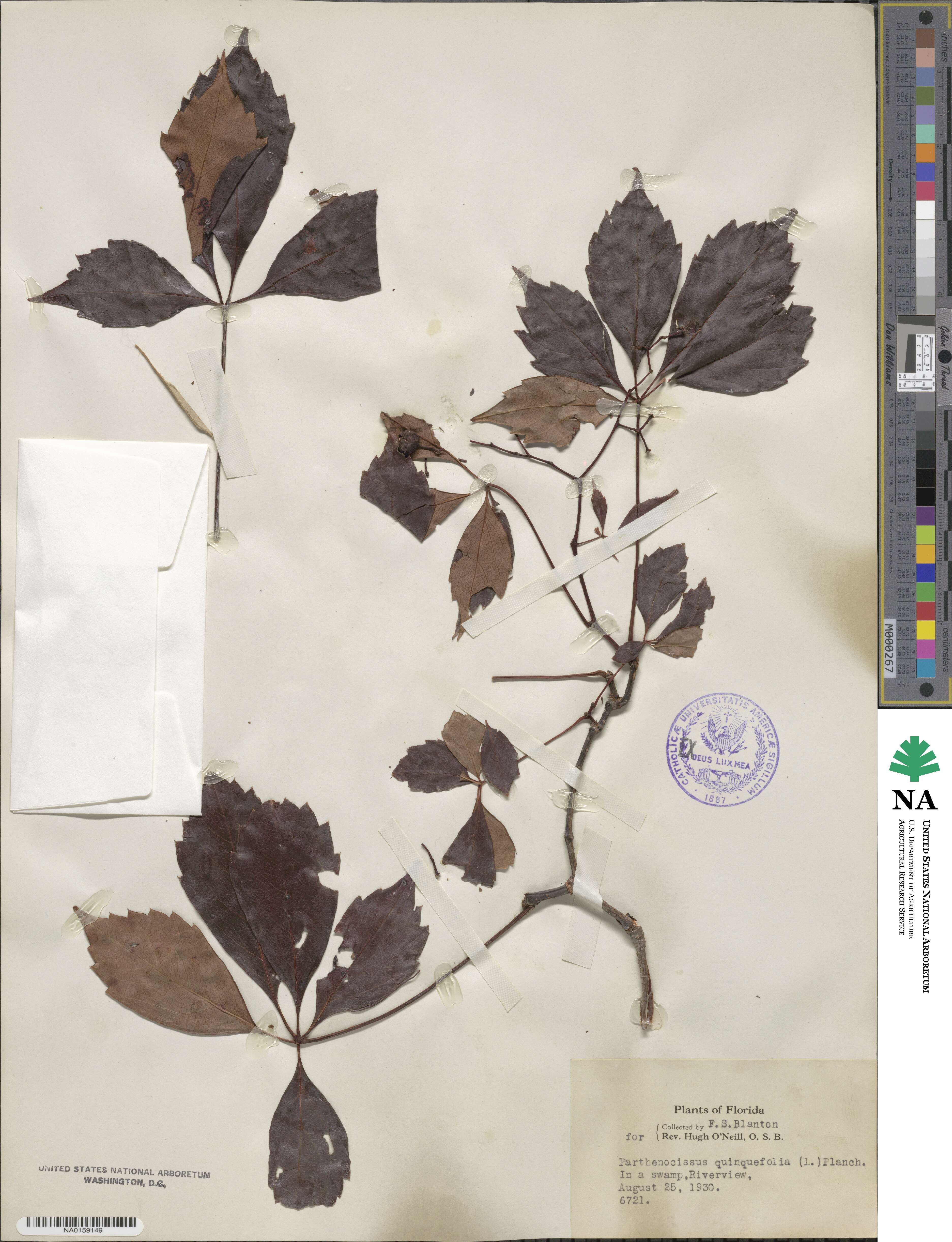 Parthenocissus quinquefolia image