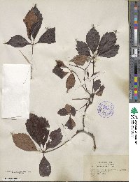 Parthenocissus quinquefolia image