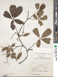 Parthenocissus quinquefolia image