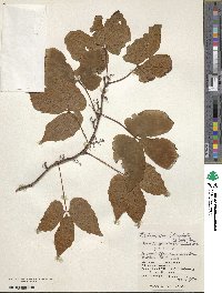 Parthenocissus semicordata image