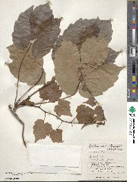 Parthenocissus semicordata image