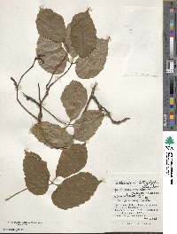 Parthenocissus semicordata image