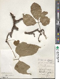 Parthenocissus semicordata image