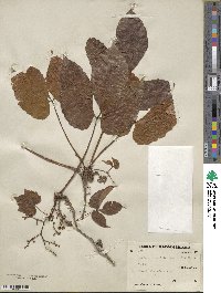 Parthenocissus semicordata image