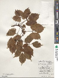 Parthenocissus semicordata image