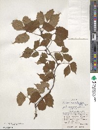 Parthenocissus semicordata image