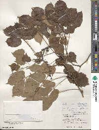 Parthenocissus semicordata image