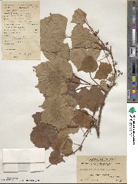 Parthenocissus semicordata image