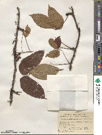 Parthenocissus semicordata image