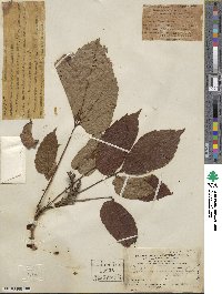 Parthenocissus semicordata image