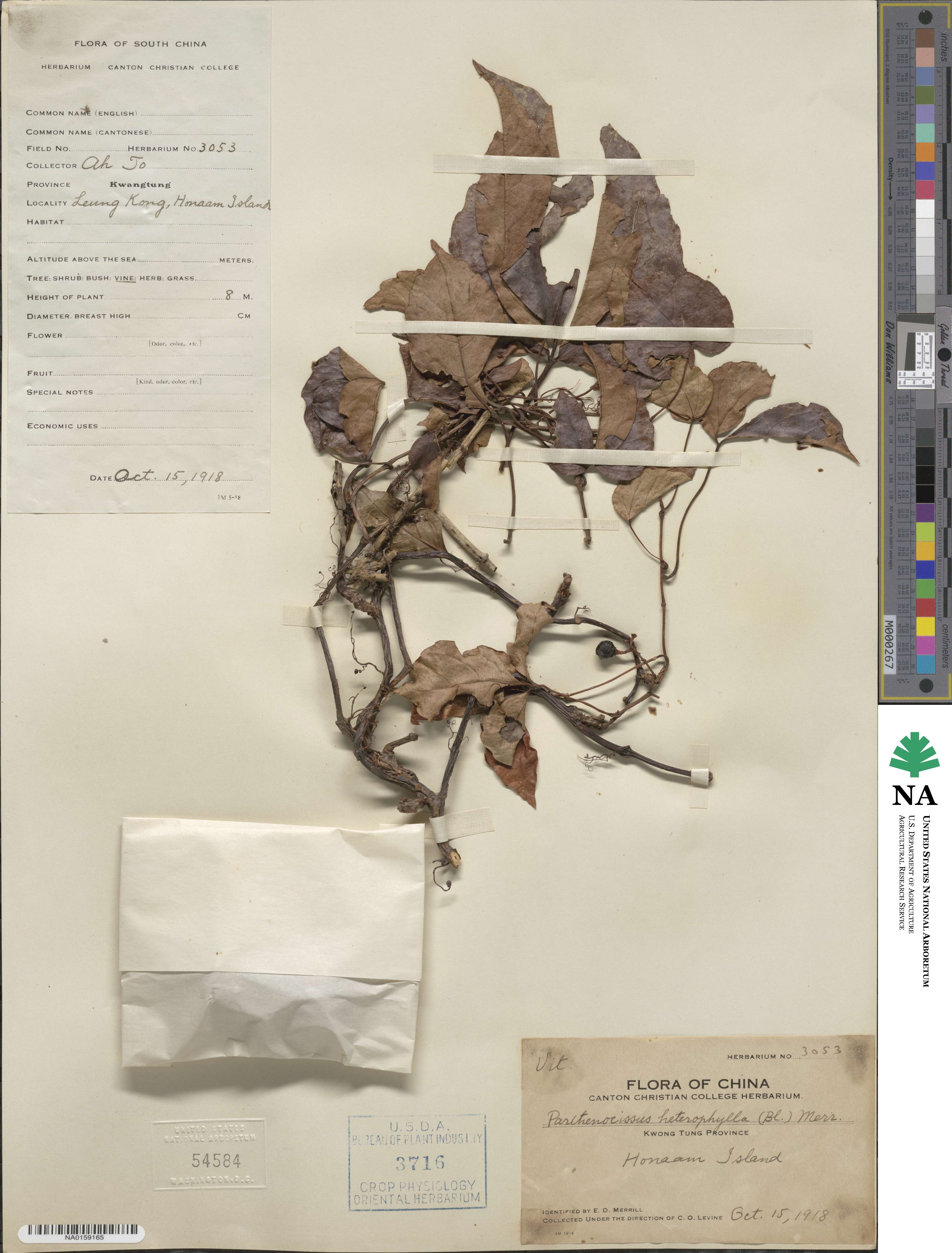 Parthenocissus semicordata image