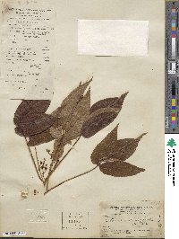 Parthenocissus semicordata image