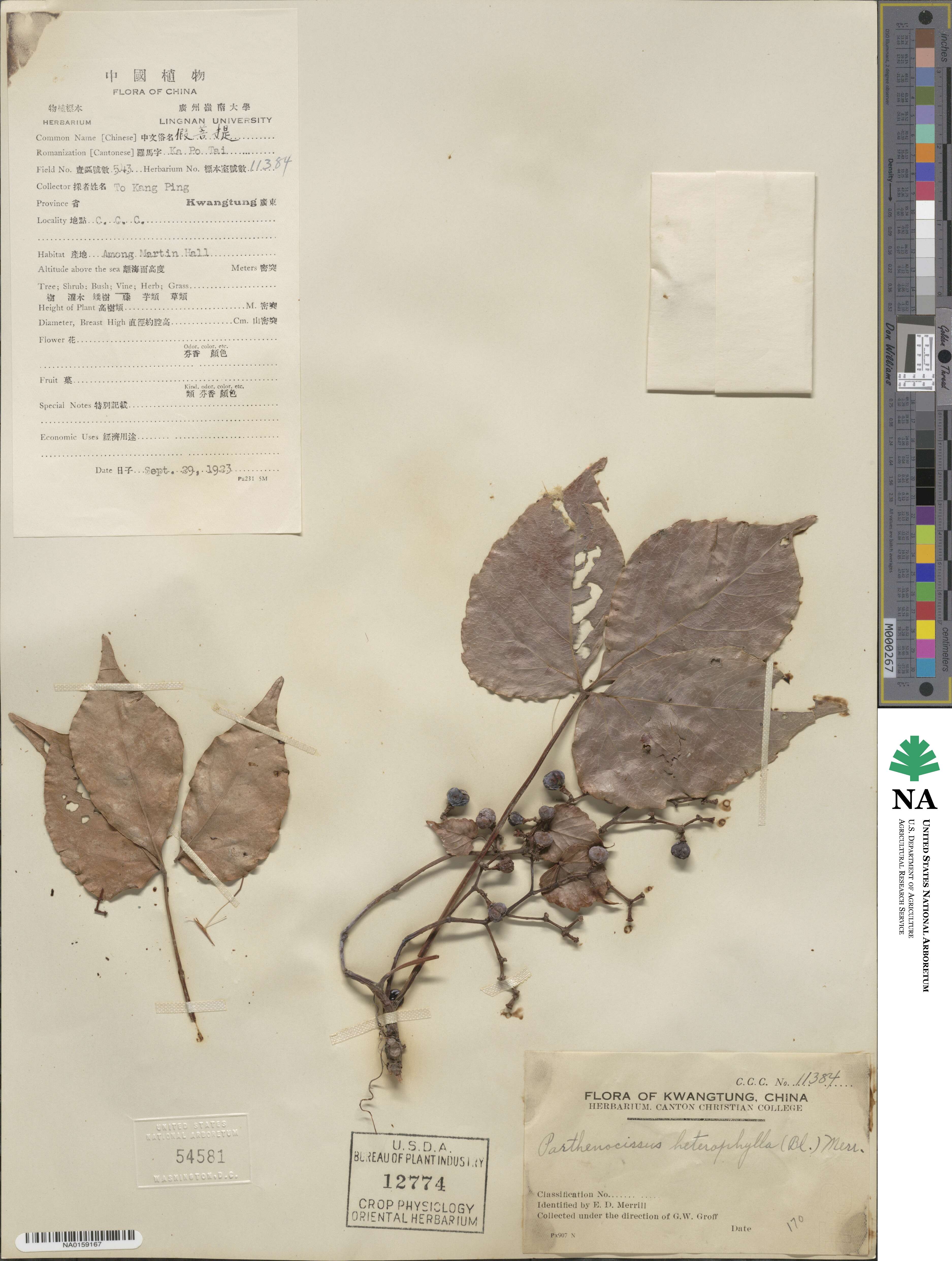 Parthenocissus semicordata image