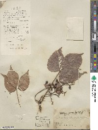 Parthenocissus semicordata image