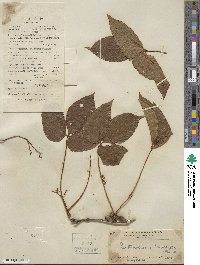 Parthenocissus semicordata image