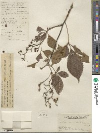 Image of Parthenocissus laetevirens