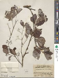 Parthenocissus laetevirens image