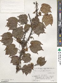 Parthenocissus tricuspidata image