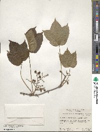 Parthenocissus tricuspidata image