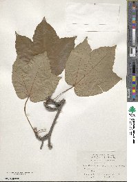 Parthenocissus tricuspidata image