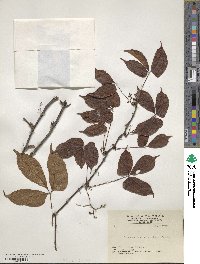 Parthenocissus tricuspidata image