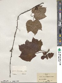 Parthenocissus tricuspidata image