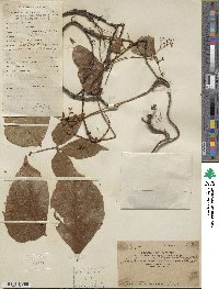 Parthenocissus tricuspidata image