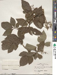 Parthenocissus inserta image