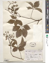 Parthenocissus inserta image