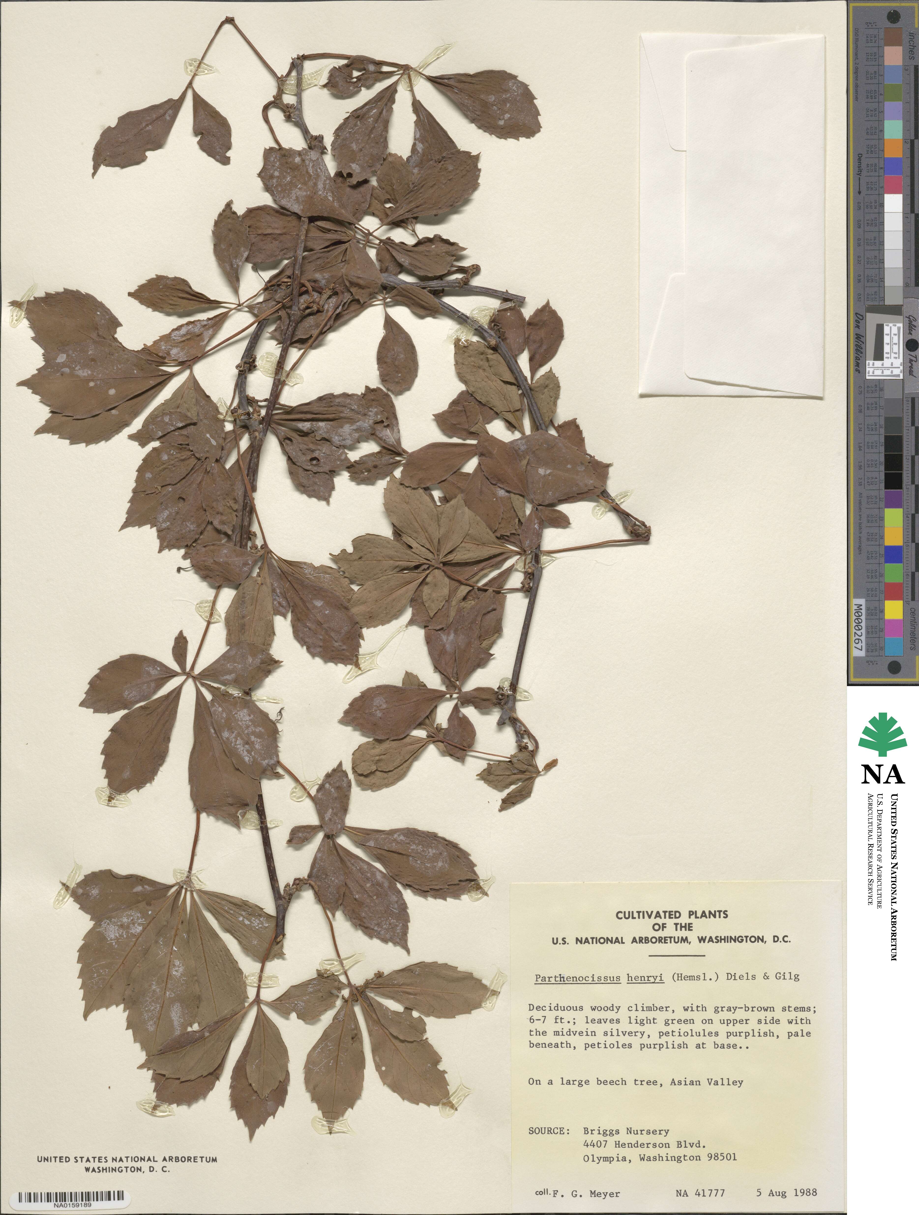 Parthenocissus henryana image