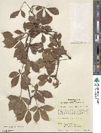 Parthenocissus henryana image