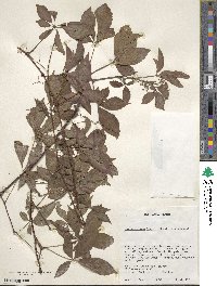 Parthenocissus henryana image