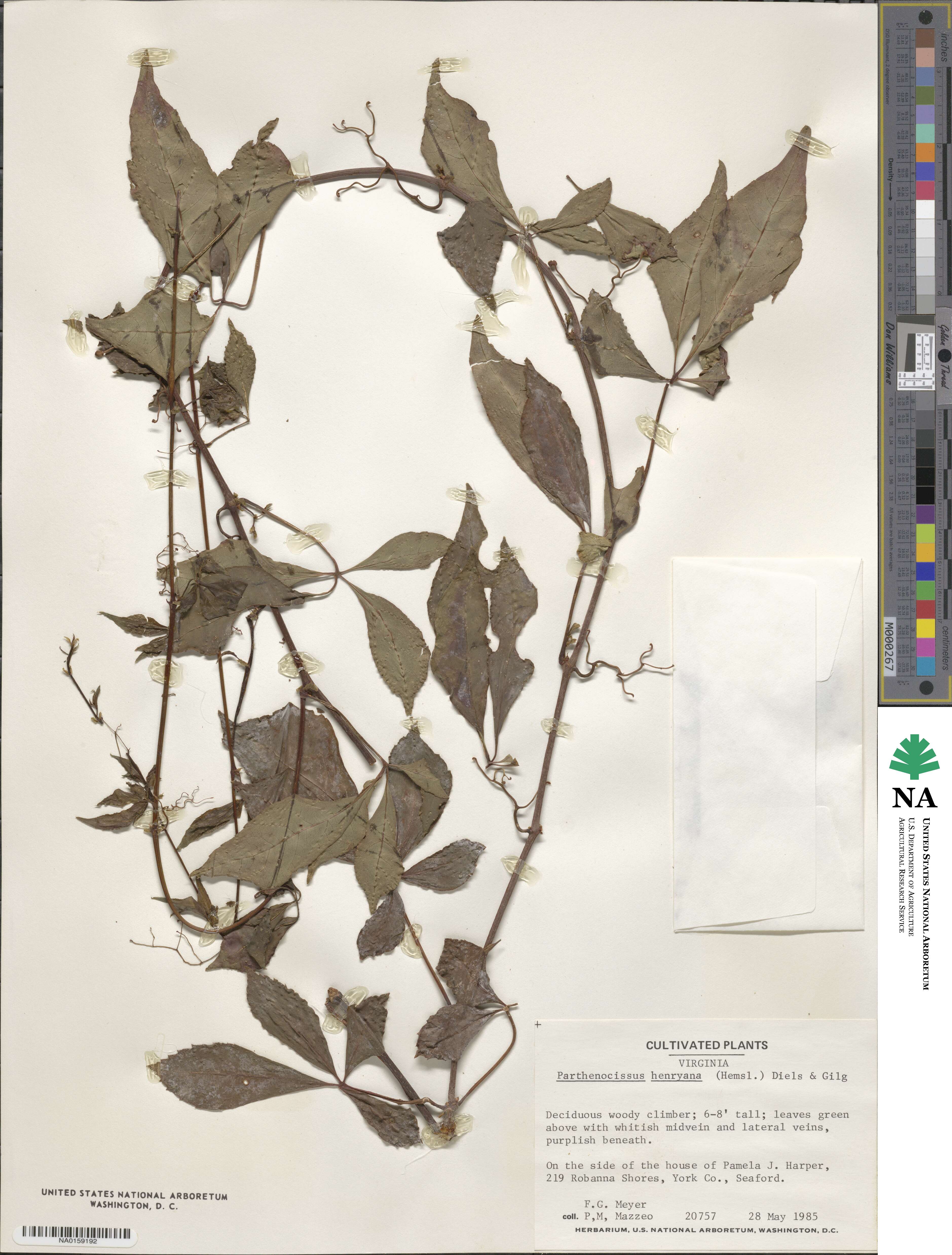 Parthenocissus henryana image