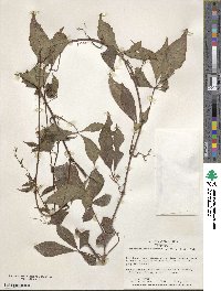 Parthenocissus henryana image