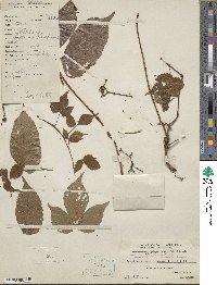 Parthenocissus semicordata image