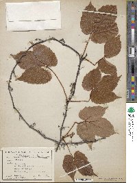 Parthenocissus semicordata image