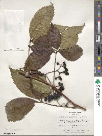 Parthenocissus quinquefolia image