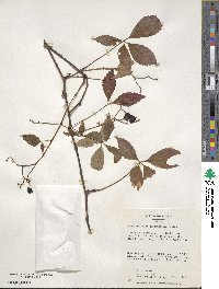 Parthenocissus quinquefolia image